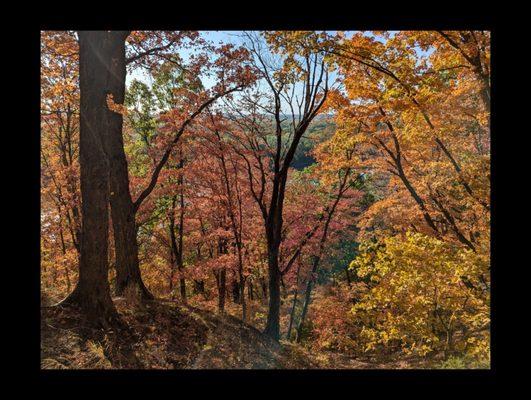 West Ridge Trail...leaves are turnt