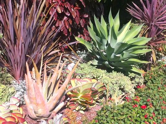 Succulents are extremely attractive in the landscape saving water and money