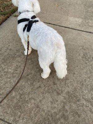 Tail hair no longer dragging on the ground