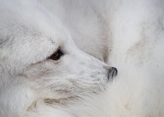 Arctic Fox, Animal Kingdom.