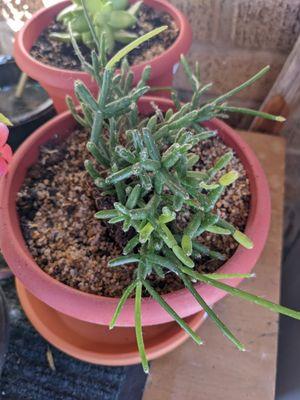 One of three plants I repotted using pots for this greenhouse.