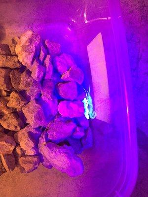 Scorpion "glowing" under a black light flashlight in the dark.