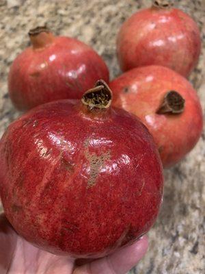 Pomegranate