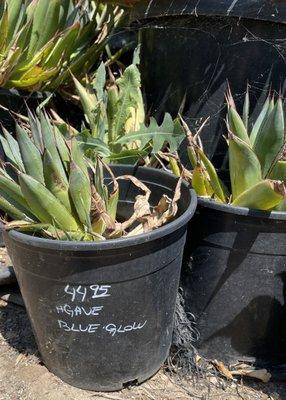 CALIFORNIA CACTUS RANCH Blue Agave $44.95...