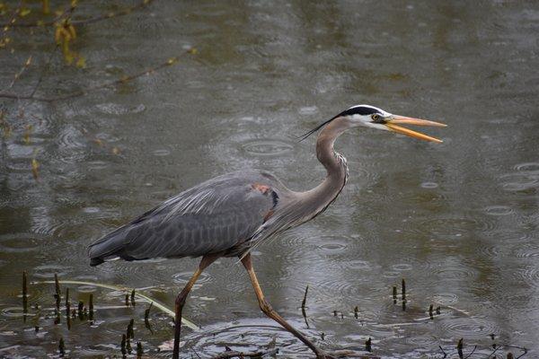 The Heron was busy this morning at Seneca Park.
 https://imgur.com/gallery/I1npry7