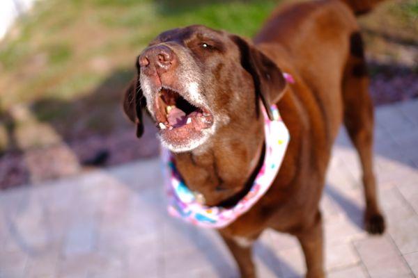 Mocha telling us about her wonderful spa day.