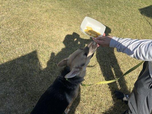 Cheese omelette made for the doggo - how sweet!