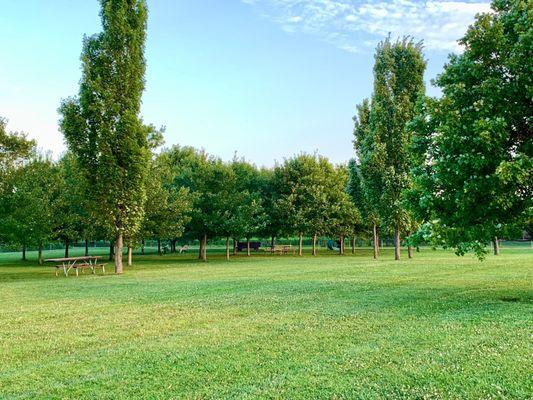 All those trees are inside the dog park, providing so much cool shade.  #UpCloseSavor XP