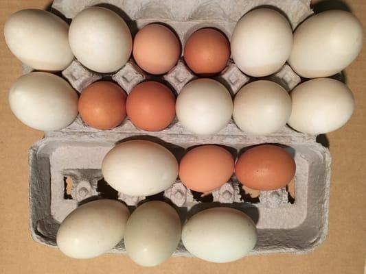 Super jumbo double-yolk duck eggs from Amish & Healthy Foods; compared with Amish brown jumbo chicken eggs from Garden Fresh Market