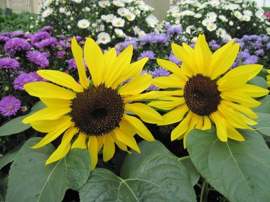 Seasonal annuals and decor will  help you keep your landscape looking fresh throughout the year.