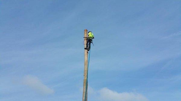 40 feet up (safely!) midway through a job removing 3 large palm trees over a customers pool and fence.