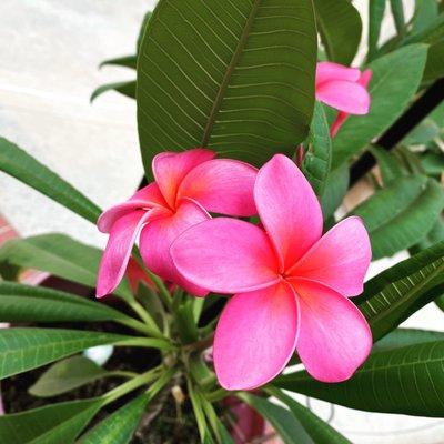 A beautiful plumeria plant!