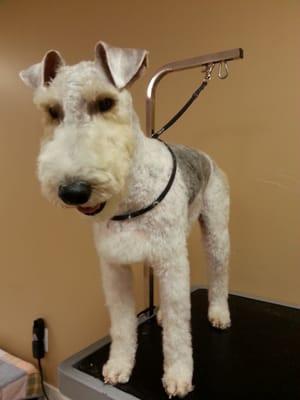 Jackson is such a handsome Fox Terrier and such a sweet heart.