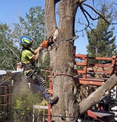 Big Bear tree take down