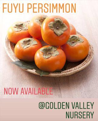 Fuyu Persimmons