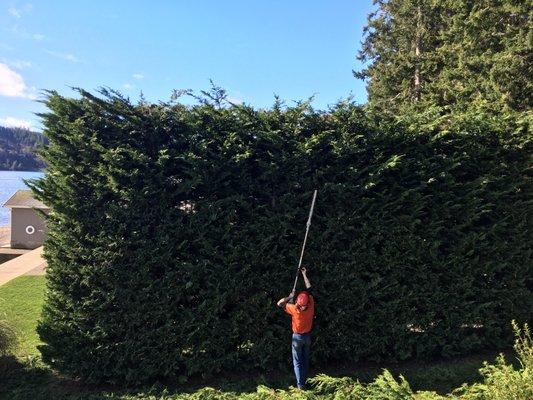 We trim and prune hedges!