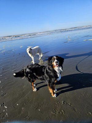 My berner and pyr mix