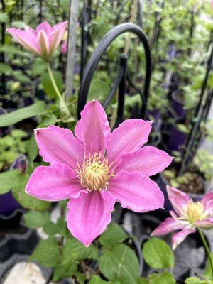 Perennial clematis