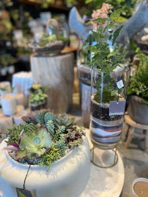 Succulent arrangements and rare plants