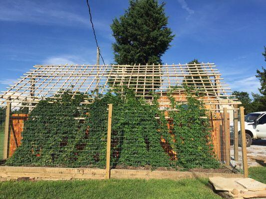 The hop trellis!!!! This covers the outdoor seating area. So cool!!!