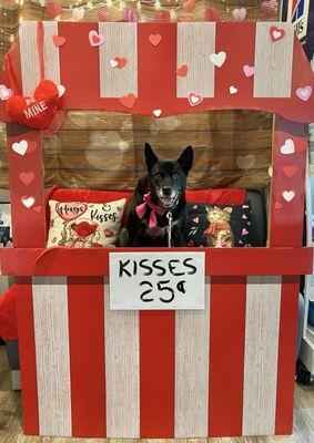 So cute! A little photo op area at the vet.