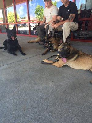 Obedience training in high traffic shopping mall. #ccuboardandtrain