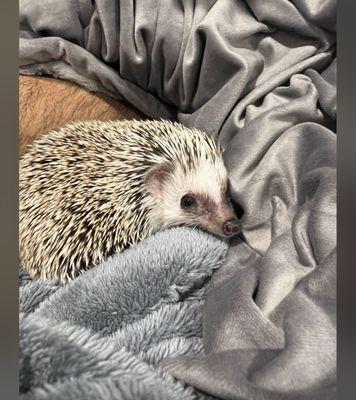 Hedgehog