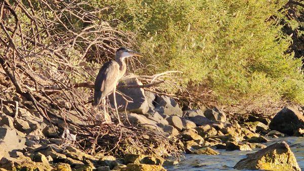 Wildlife  animals bird