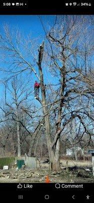 Ballard Tree Service