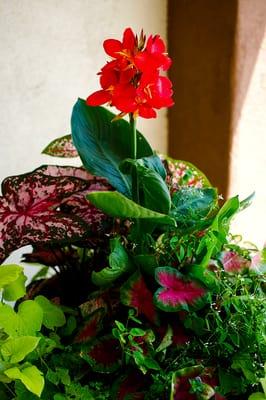 Outdoor planter with Cana Lilies, Caladiums, and potato vine.