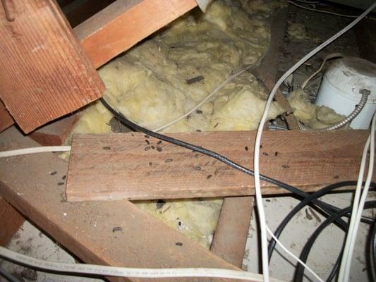 Rodents are nesting where wires are exposed.