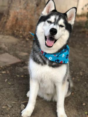 Happy boy! Feels great after his groom!