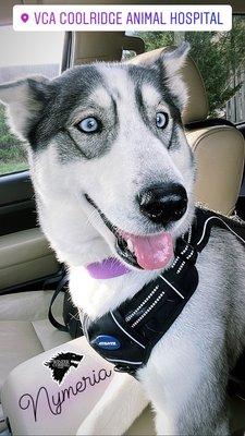 Siberian Husky