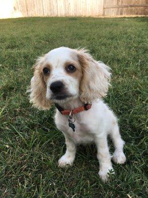 Paige learning sit in the yard.