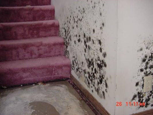 Monday Mold Experts