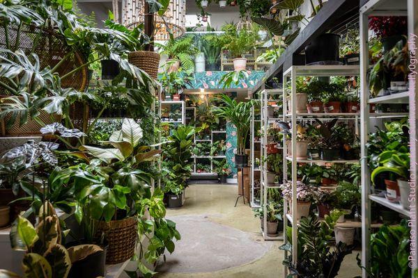 An incredibly diverse selection of houseplants.