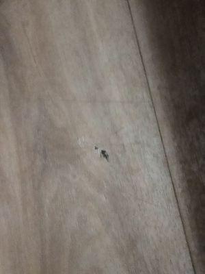 Bugs crushed on the floor