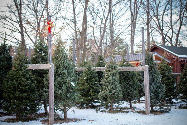 Our pre-cut trees are all standing so you can visually pick out the perfect tree.