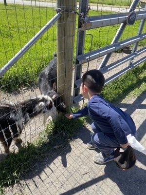 Feeding goats :)