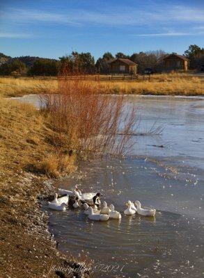 Pond was frozen over from the cold so the duckies had a little swim space left