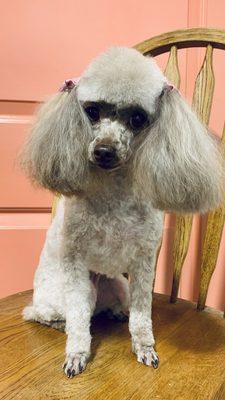 Toy Poodle Groom