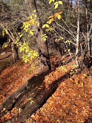 Cave Creek Trail