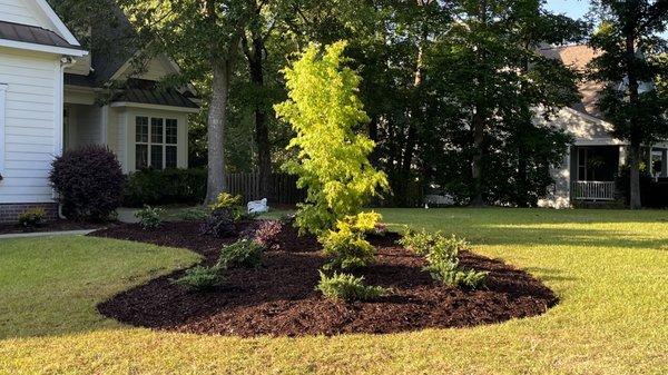 Reshaped island and all new plants including the Maple tree in the center.