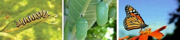 The stages of the butterfly life cycle