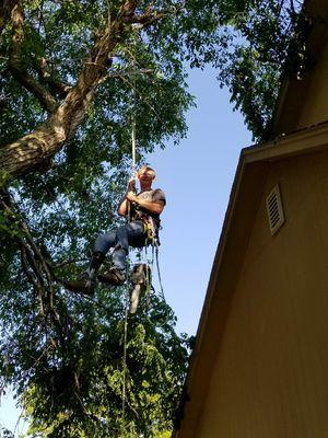 Removeing elmlimbs from over a house