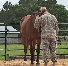 equine health wellness for our active duty and veterans