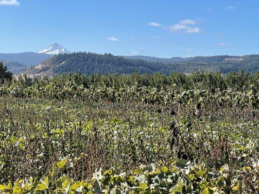 Pumpkins, zinnias, mountain