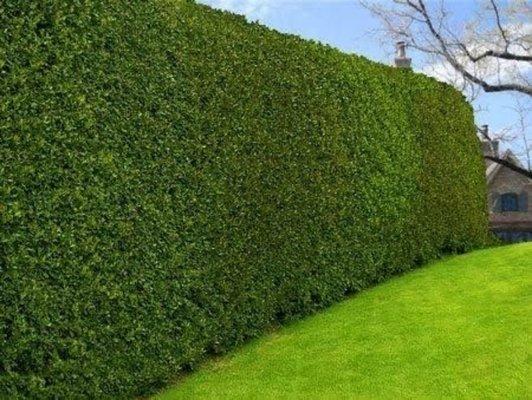 Bushes shaped