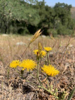 4/21/2021 coyote valley open space. Morgan Hill, CA Arrowhead Loop Trail