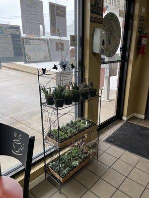 They sell small plants.